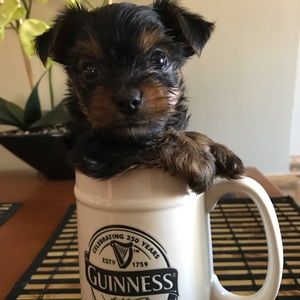 Meet your Posher, Lailani